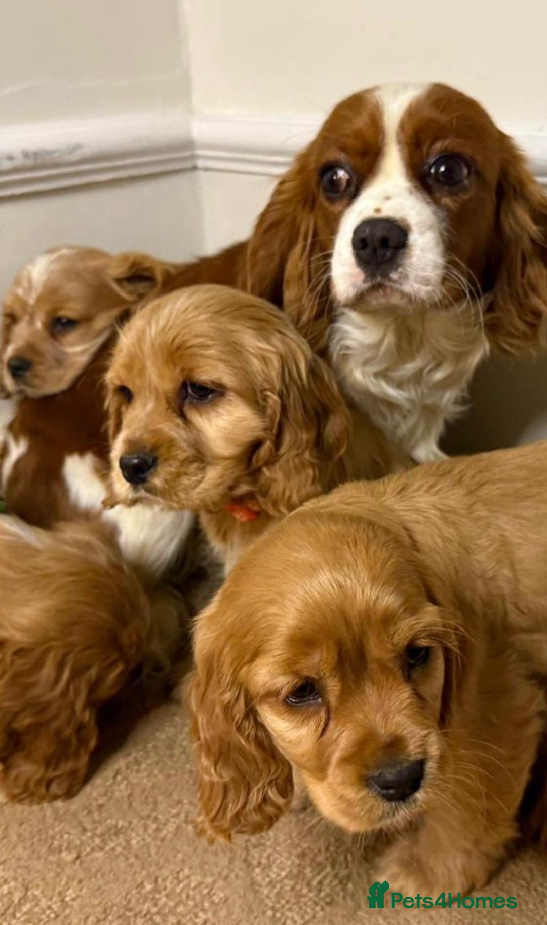 Cavapoo dogs for sale: F2 Cavapoo puppies 🐶 - Advert 11