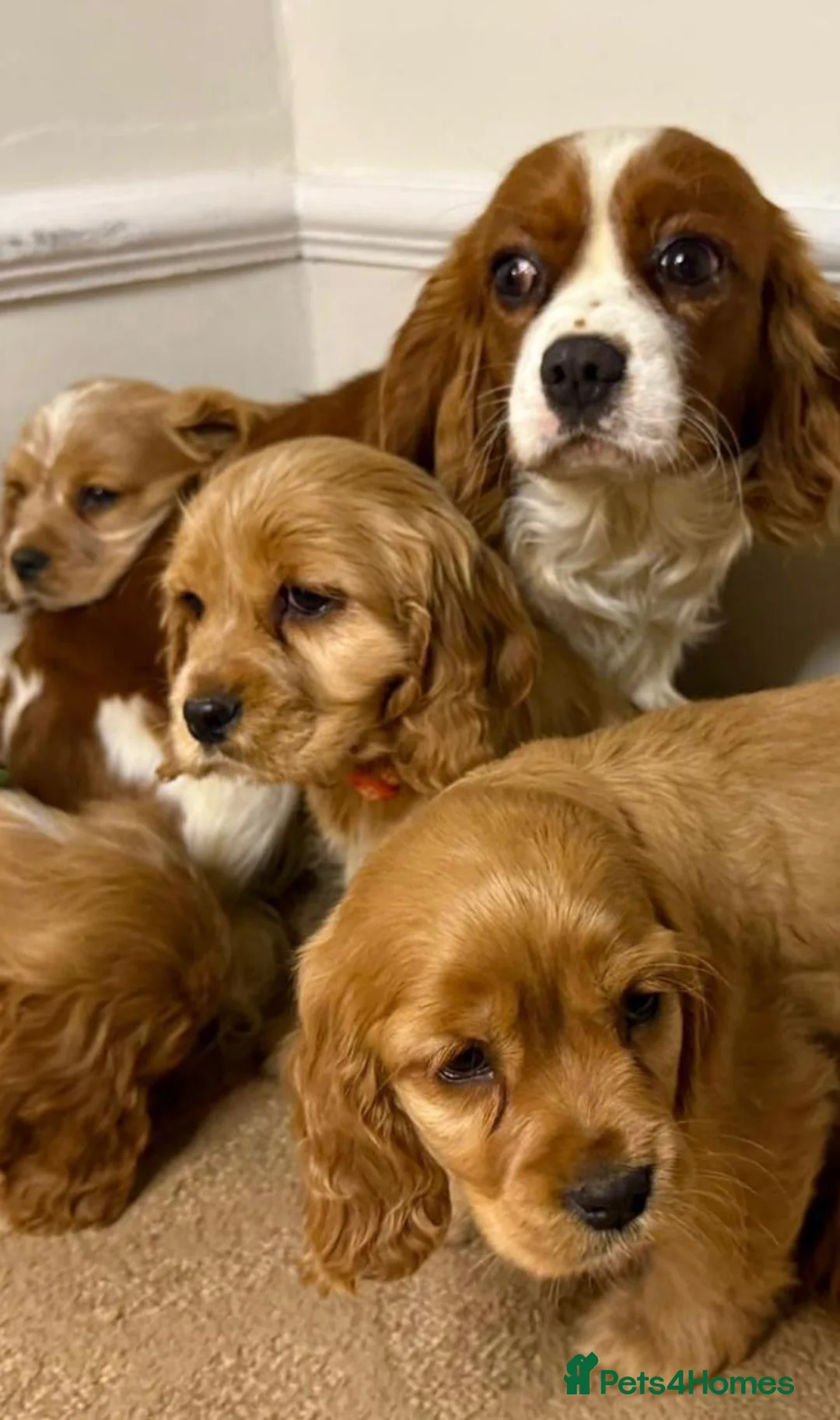 Cavapoo dogs for sale: F2 Cavapoo puppies 🐶 - Advert 11