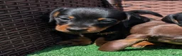 Miniature Dachshund dogs for sale: Quality KC/ PRA clear Miniature Dachshund puppies  - Advert 7