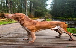 Bracco Italiano dogs for stud: Bracco Italiano for stud - Image 2