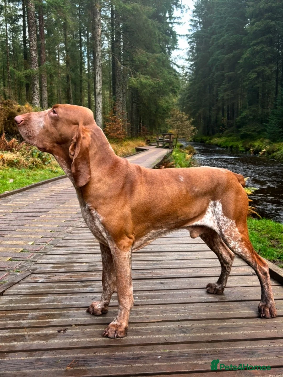 Bracco Italiano dogs for stud: Bracco Italiano for stud - Advert 2
