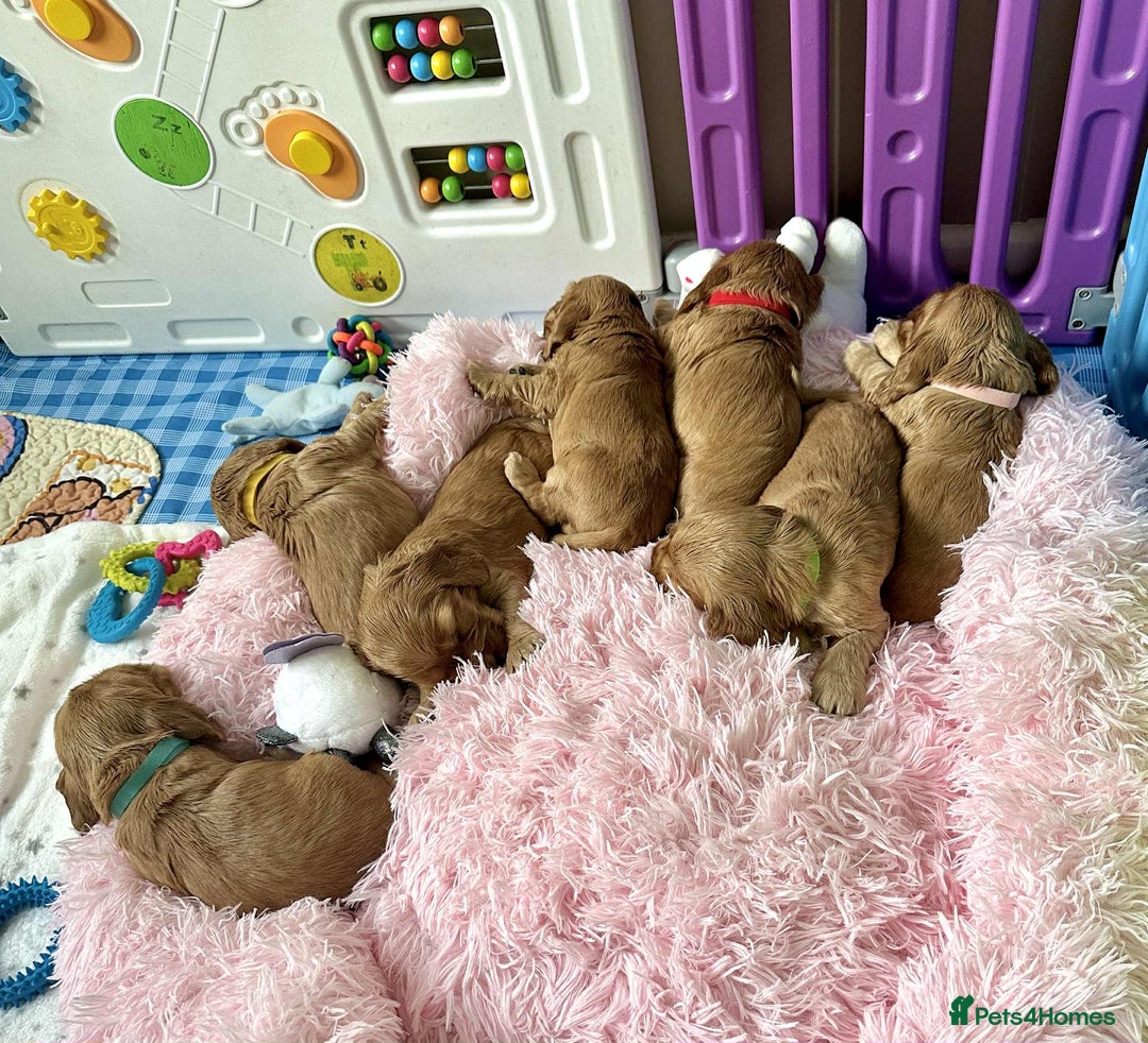 Cocker Spaniel dogs for sale: Top Quality KC Show Cockers FN PRCD-PRA CLEAR - Image 5