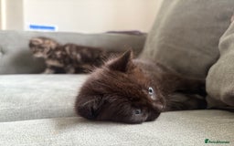 British Shorthair cats for sale: 2 beautiful kittens left  - Image 6