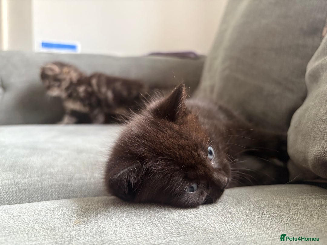 British Shorthair cats for sale: 2 beautiful kittens left  - Image 6