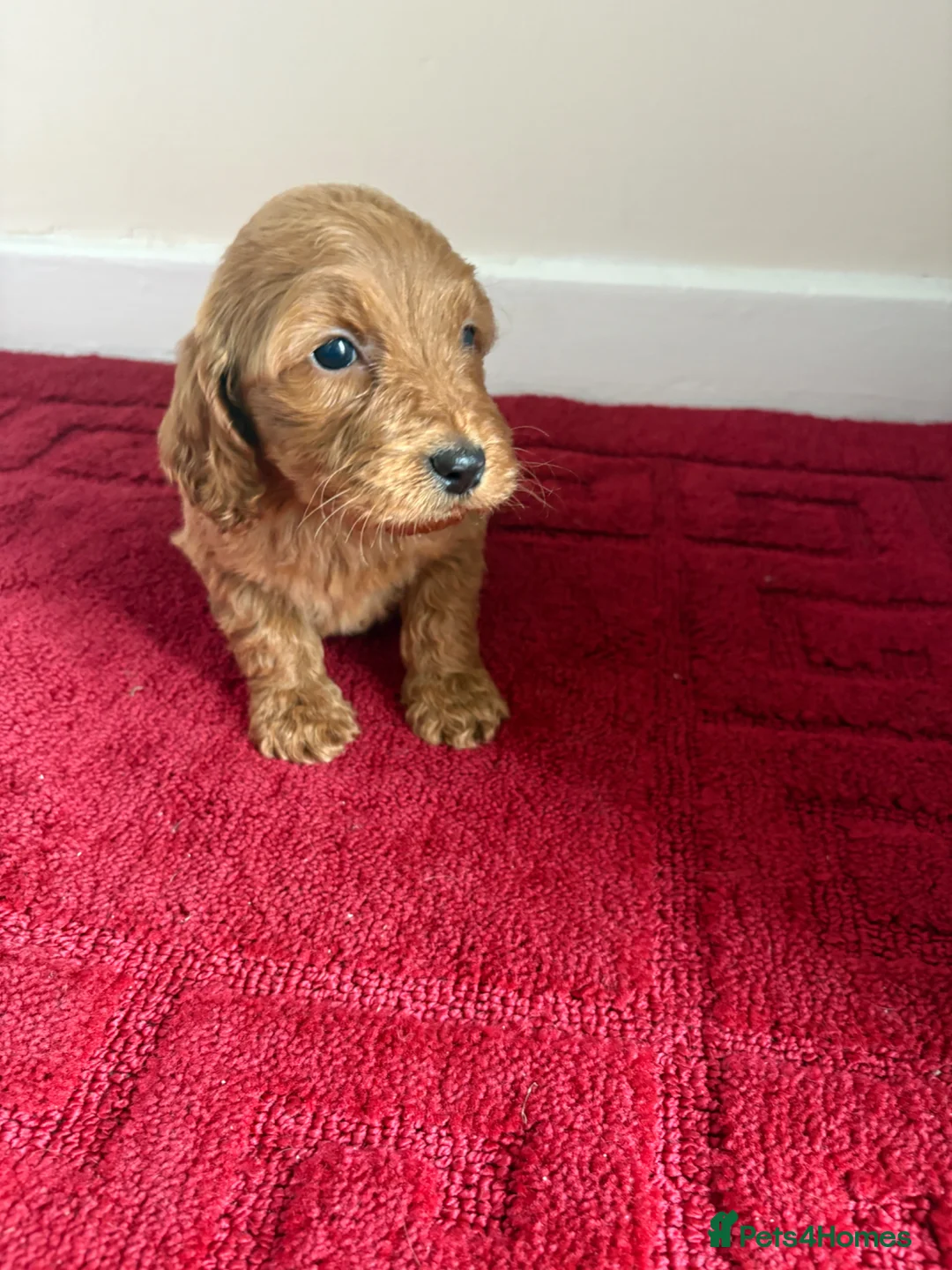 Cockapoo dogs for sale: 4 Stunning cockapoo puppies for sale  - Advert 6