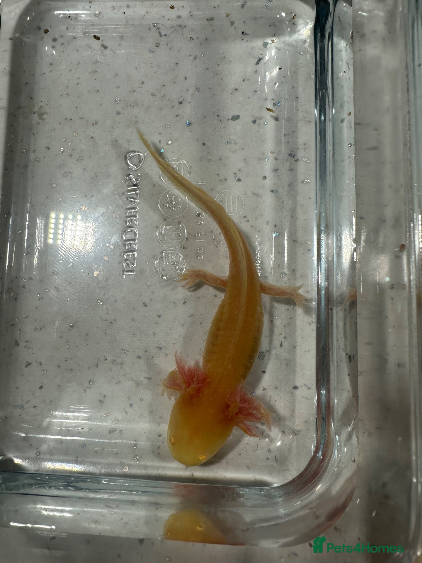 Axolotl reptiles Axolotls  - Advert 18
