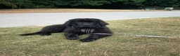 Newfoundland dogs for sale: 6 month old KC Newfoundland Pup  - Advert 3