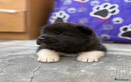 Akita dogs for sale: Beautiful KC Registered American Akita Puppies - Image 12