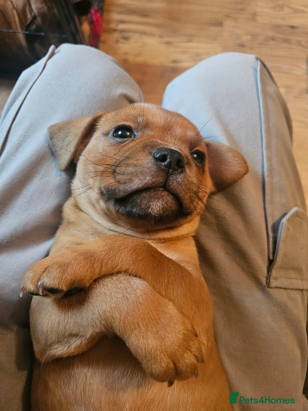 Staffordshire Bull Terrier dogs for sale: Red staffordshire bull terrier pups - Advert 9