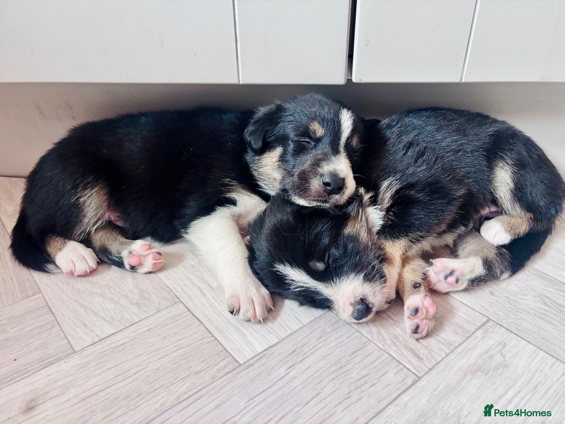 Border Collie dogs 🐾 Border Collie Puppies – £500 🐾 - Advert 13