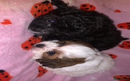 Shihpoo dogs for sale: shihpoos  - Image 4