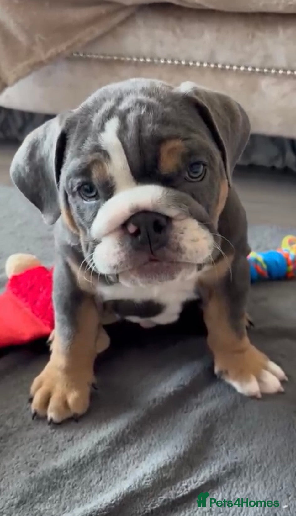 English Bulldog dogs *READY TO GO NOW* English Bulldog Puppies  - Advert 2
