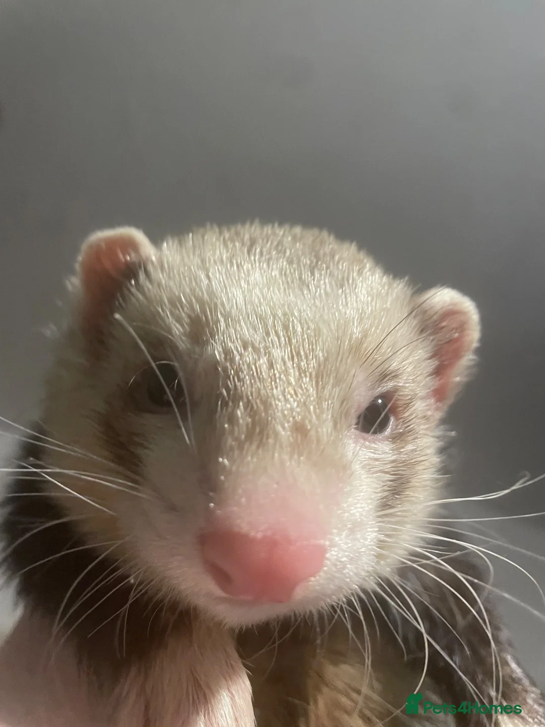 Ferret rodents for sale: Cute hob ferret for sale  - Advert 5