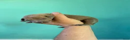 Italian Greyhound dogs for sale: Stunning Italian Greyhound Puppies  - Advert 13