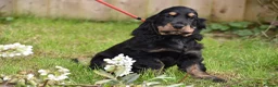 Cocker Spaniel dogs for sale: Last Male Ready Now Show Type Kc Reg  - Advert 7
