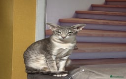 Oriental cats for sale: Pure breed Oriental kittens  - Image 6