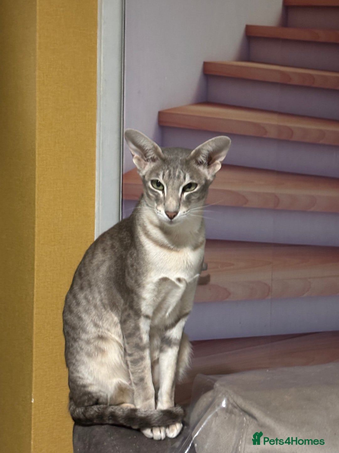 Oriental cats for sale: Pure breed Oriental kittens  - Image 6