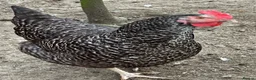 Chickens poultry for sale: Chicks, chickens, hatching eggs silkies Aracuanas - Advert 12