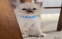 Ragdoll cats for sale: 3 Ragdoll boys - Image 2