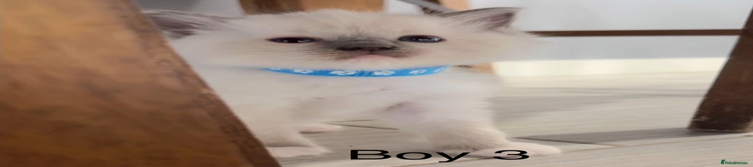 Ragdoll Kitten 3