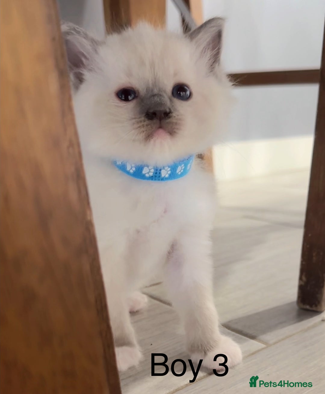 Ragdoll cats for sale: 3 Ragdoll boys - Image 2