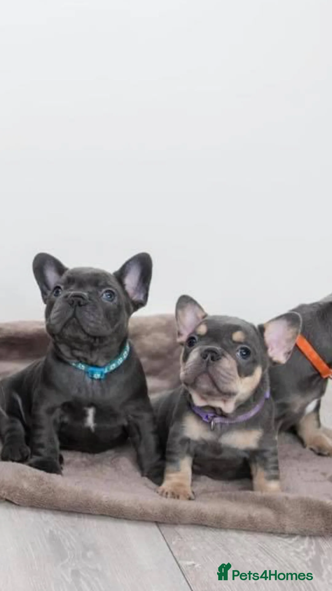 French Bulldog dogs for stud: RFG-FBCE-BVA LILAC & TAN KC French Bulldog studs  in Darlington - Advert 15