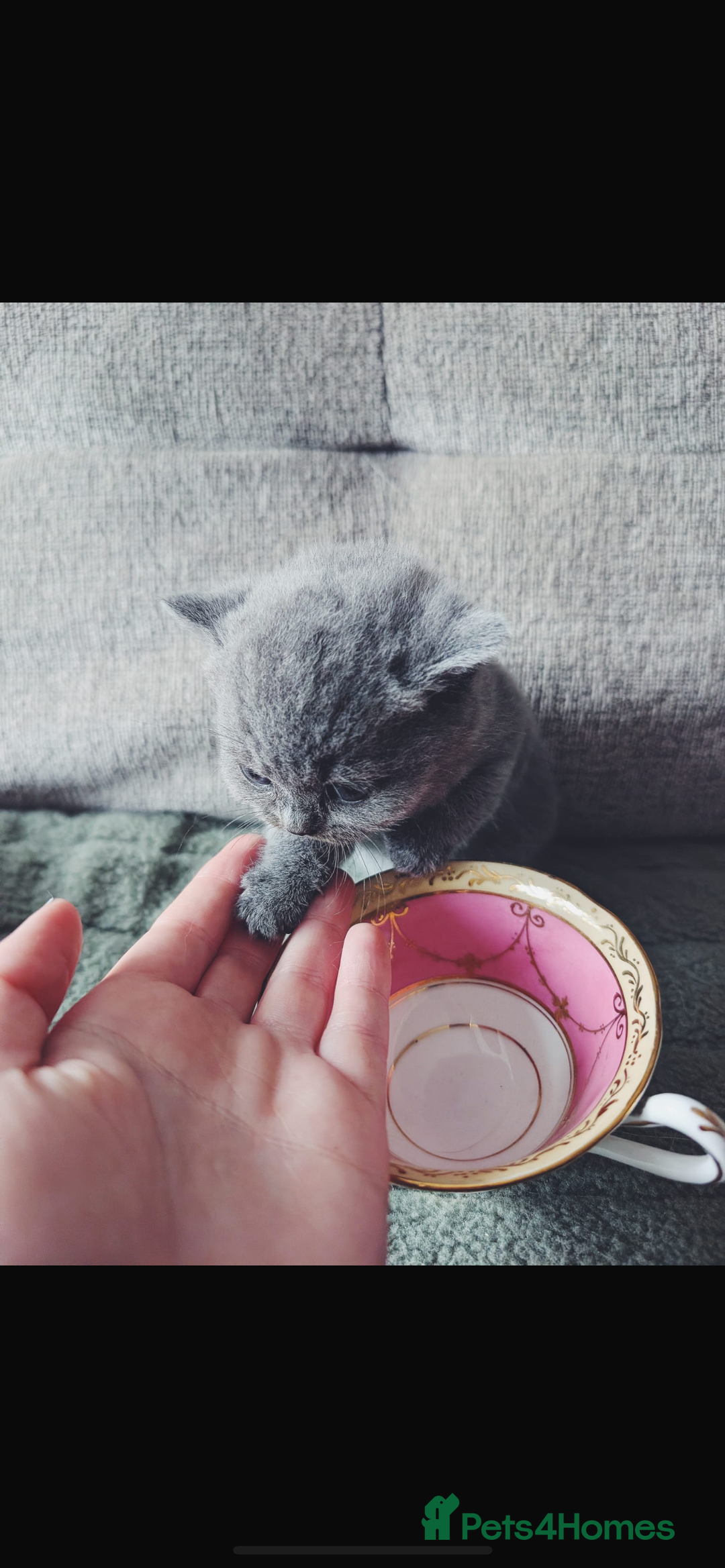 British Shorthair cats for sale: Beautiful, show quality lilac and blue BSH - Image 6