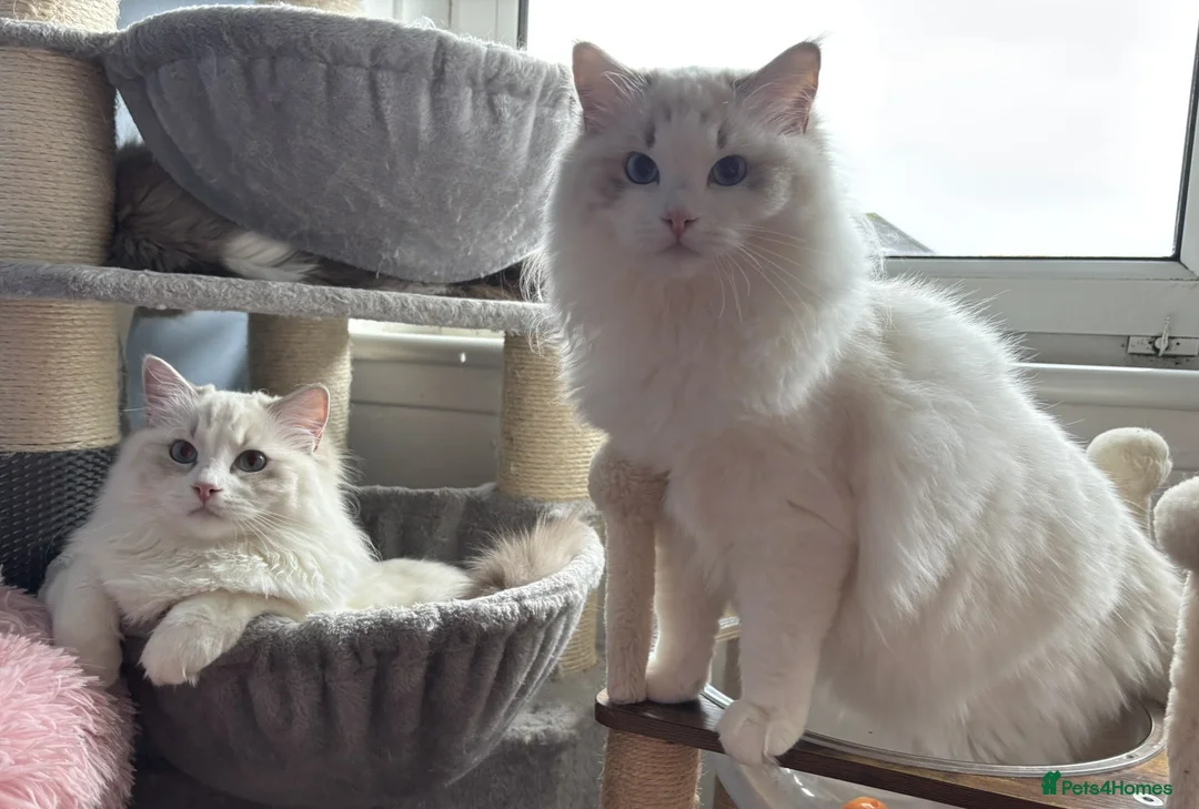 Ragdoll cats for sale: Two The last Boys Pedigree Ragdoll  Available - Advert 17