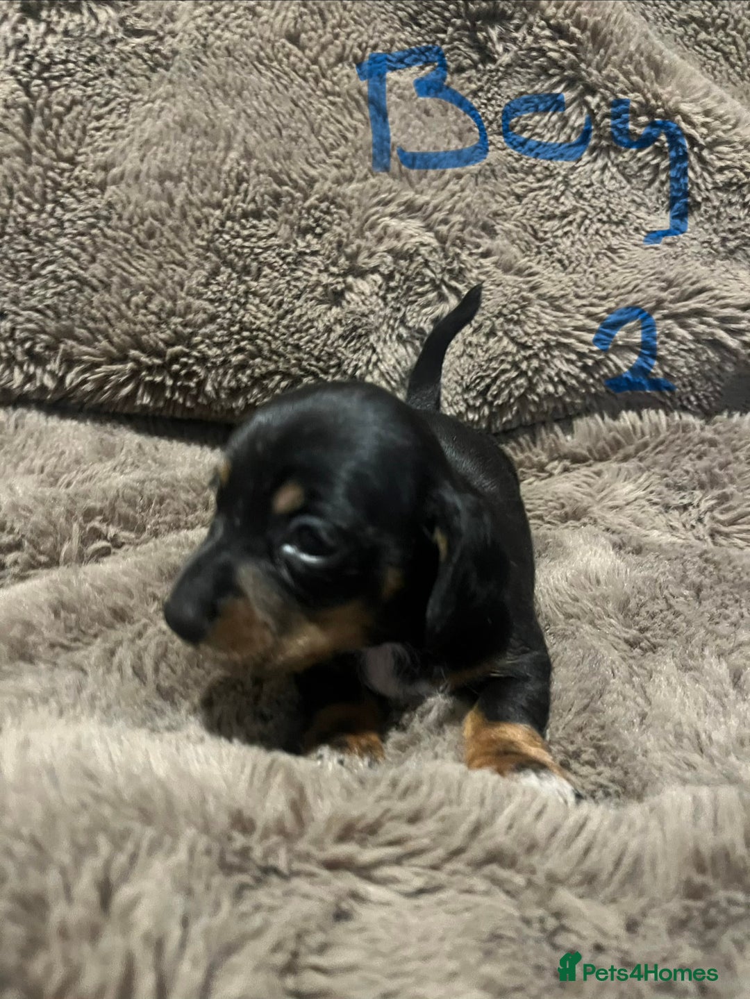 Miniature Dachshund dogs for sale: Miniature dachshund puppies - Advert 5