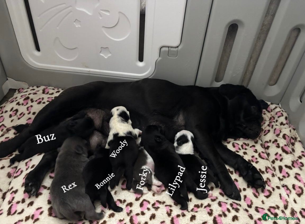 Pug dogs Kc registered pug puppies  - Advert 1