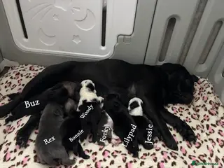 Pug dogs Kc registered pug puppies - Advert 1