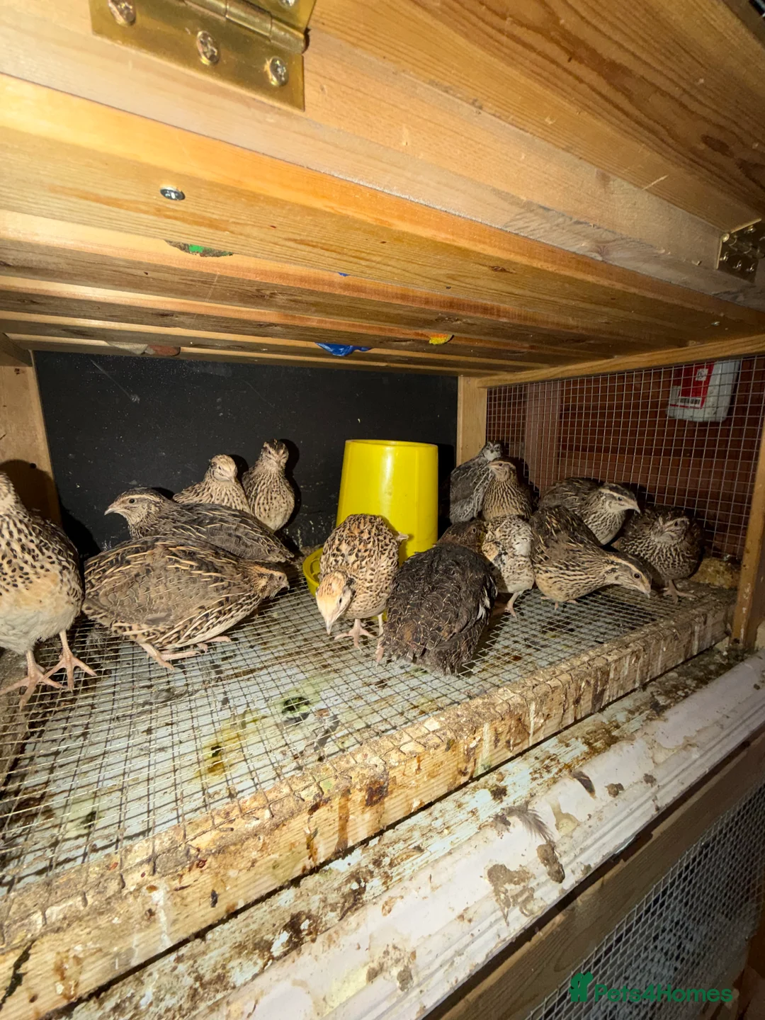 Hens poultry for sale: Quail Aseel Hens  - Advert 2