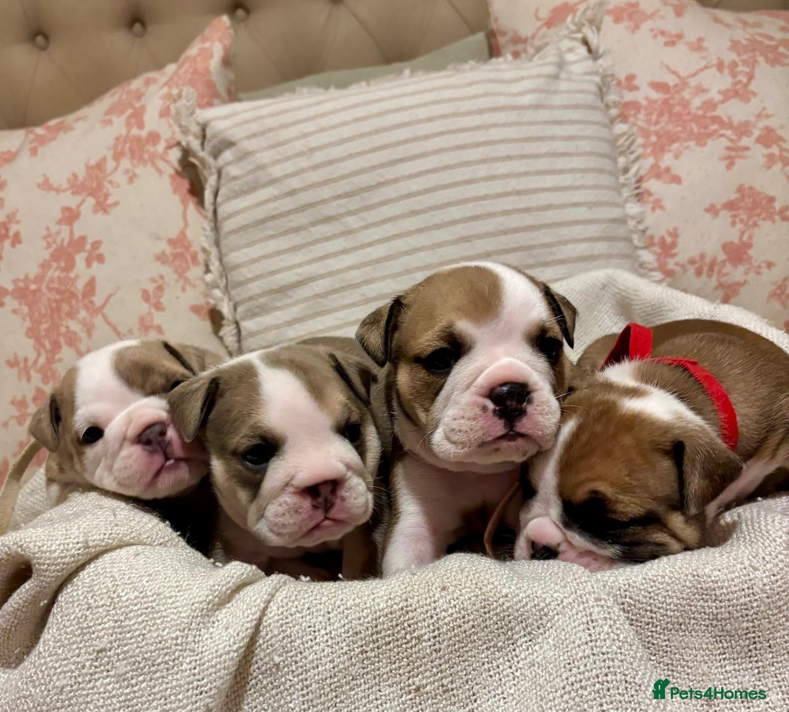 English Bulldog dogs STUNNING ENGLISH BULLDOG PUPPIES! 😍 - Advert 2