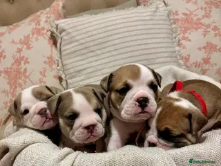 English Bulldog dogs STUNNING ENGLISH BULLDOG PUPPIES! 😍 - Advert 2