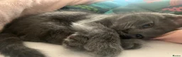 Ragdoll cats for sale: Ragdoll mix  - Advert 22