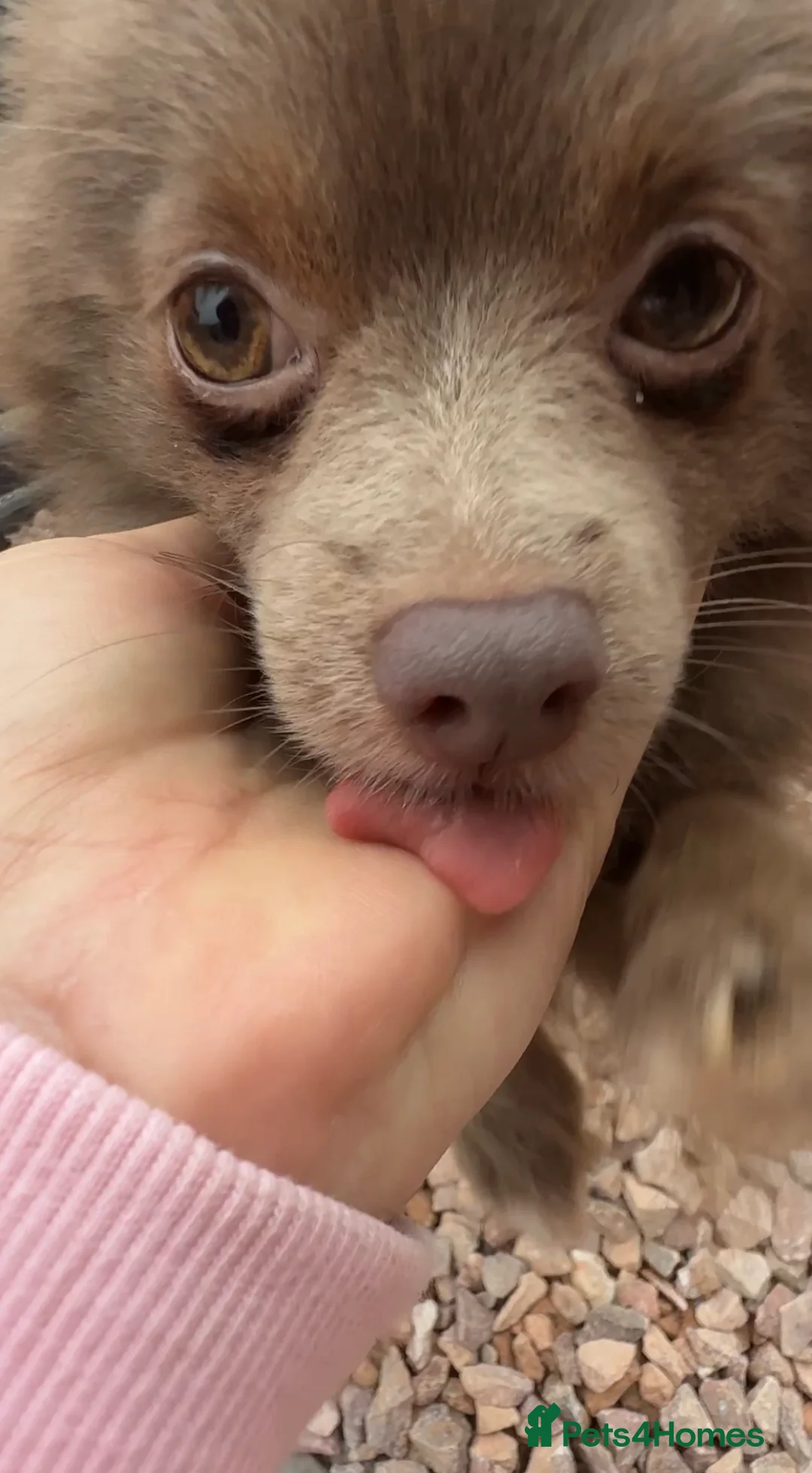 Pomeranian dogs for sale: Blue fox face champion bloodlines Pomeranian  - Advert 2