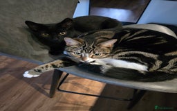 Domestic Shorthair cats for sale: 2 Loving cats – Ready for New Home - Advert 1