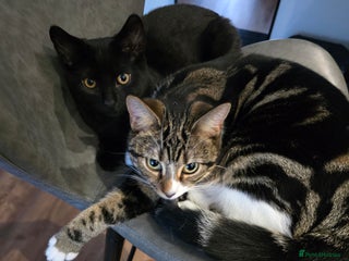 Domestic Shorthair cats 2 Loving cats – Ready for New Home - Advert 8