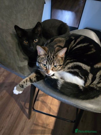 Domestic Shorthair cats 2 Loving cats – Ready for New Home - Advert 1