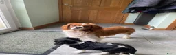 Cavalier King Charles Spaniel dogs for sale: K C Reg Cavalier King Charles  - Advert 3