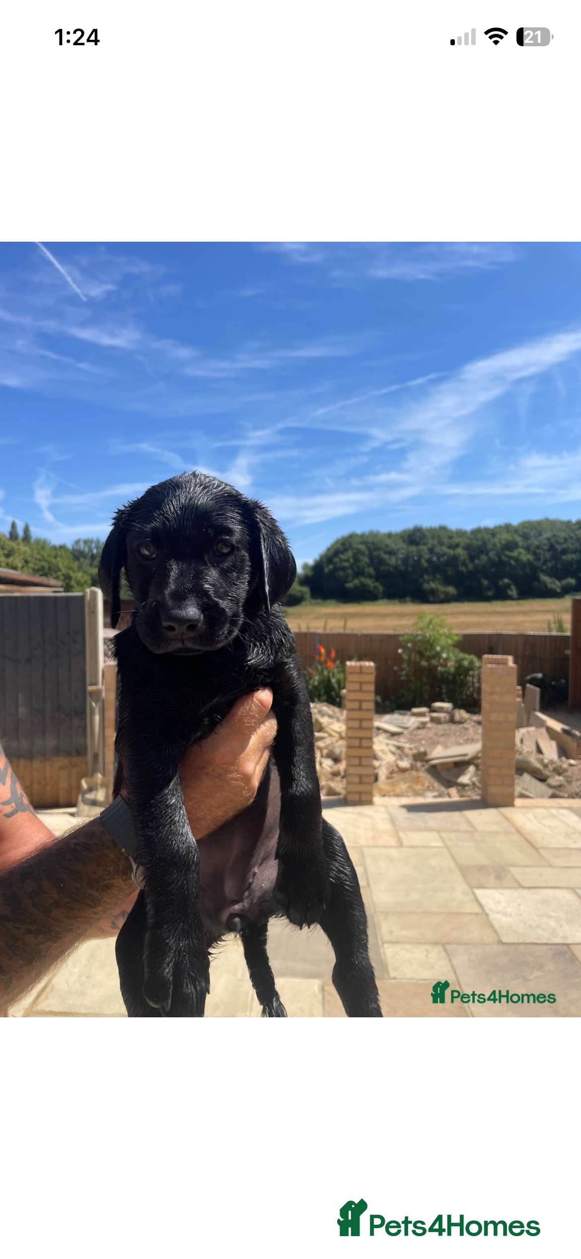 Labrador Retriever dogs KC Reg Labrador puppies  - Advert 2