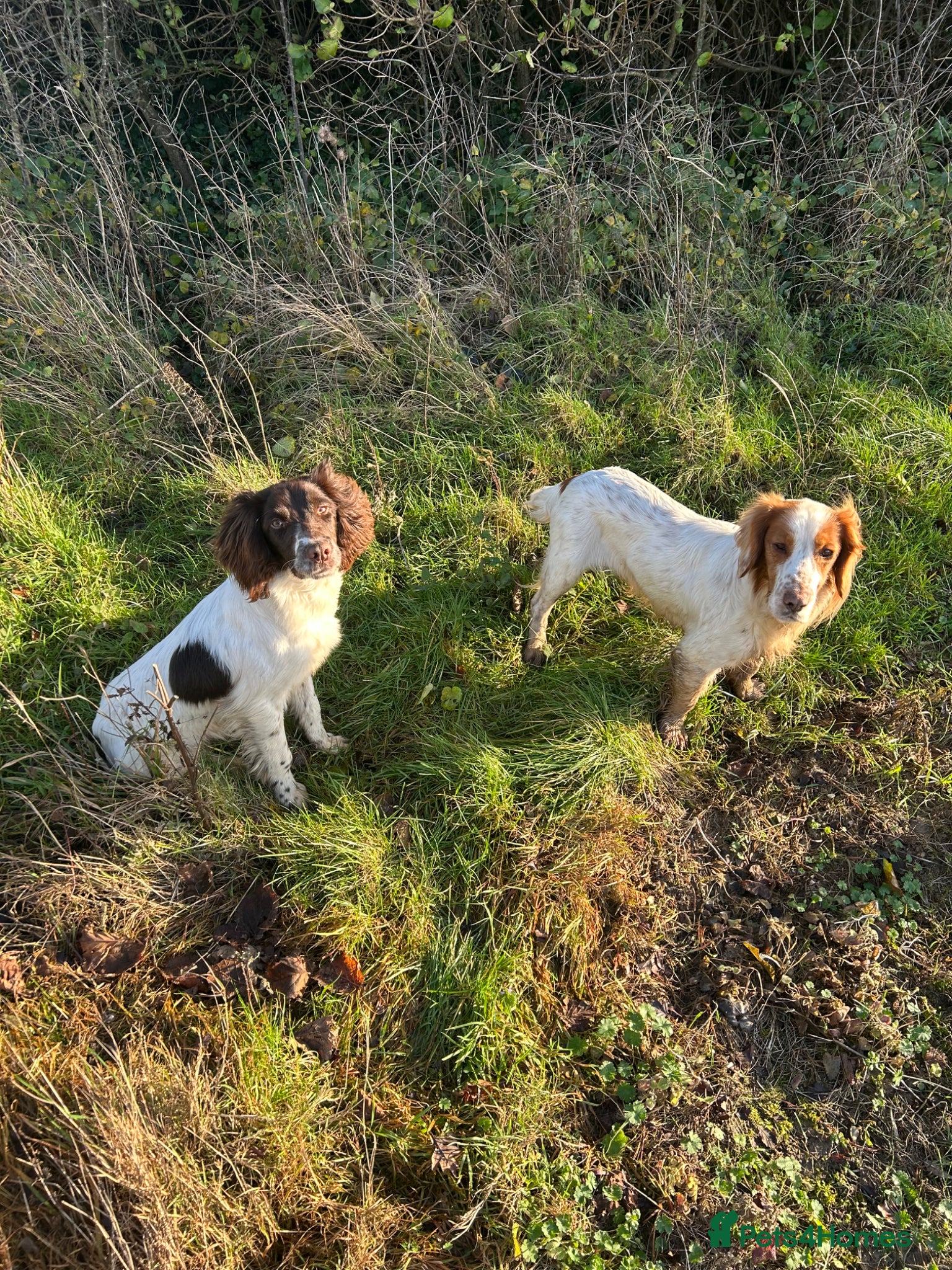 English Springer Spaniel dogs ✨Elegant Eddie✨ - Advert 10
