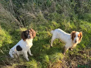 English Springer Spaniel dogs ✨Elegant Eddie✨ - Advert 1