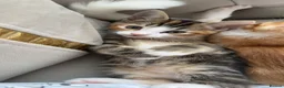 Mixed Breed cats for sale: Kittens for sale - Advert 2
