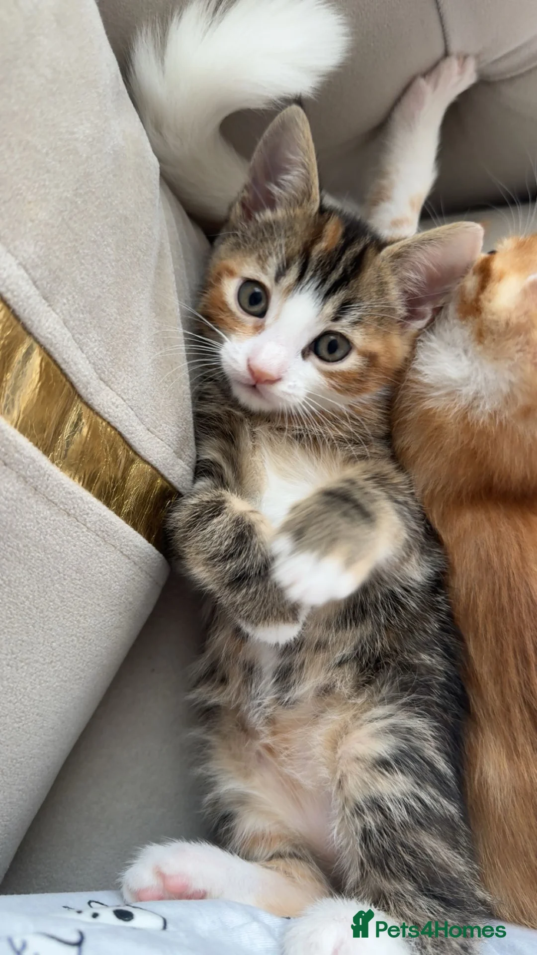 Mixed Breed cats for sale: Kittens for sale - Advert 2