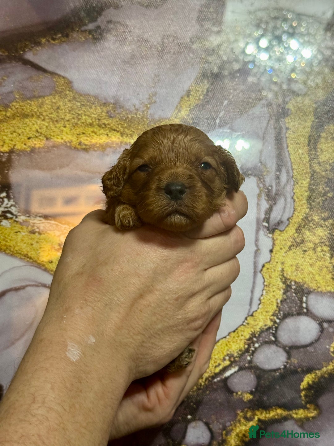 Cavapoo dogs for sale: 1 girl red Cavapoo babies looking for families  - Advert 17