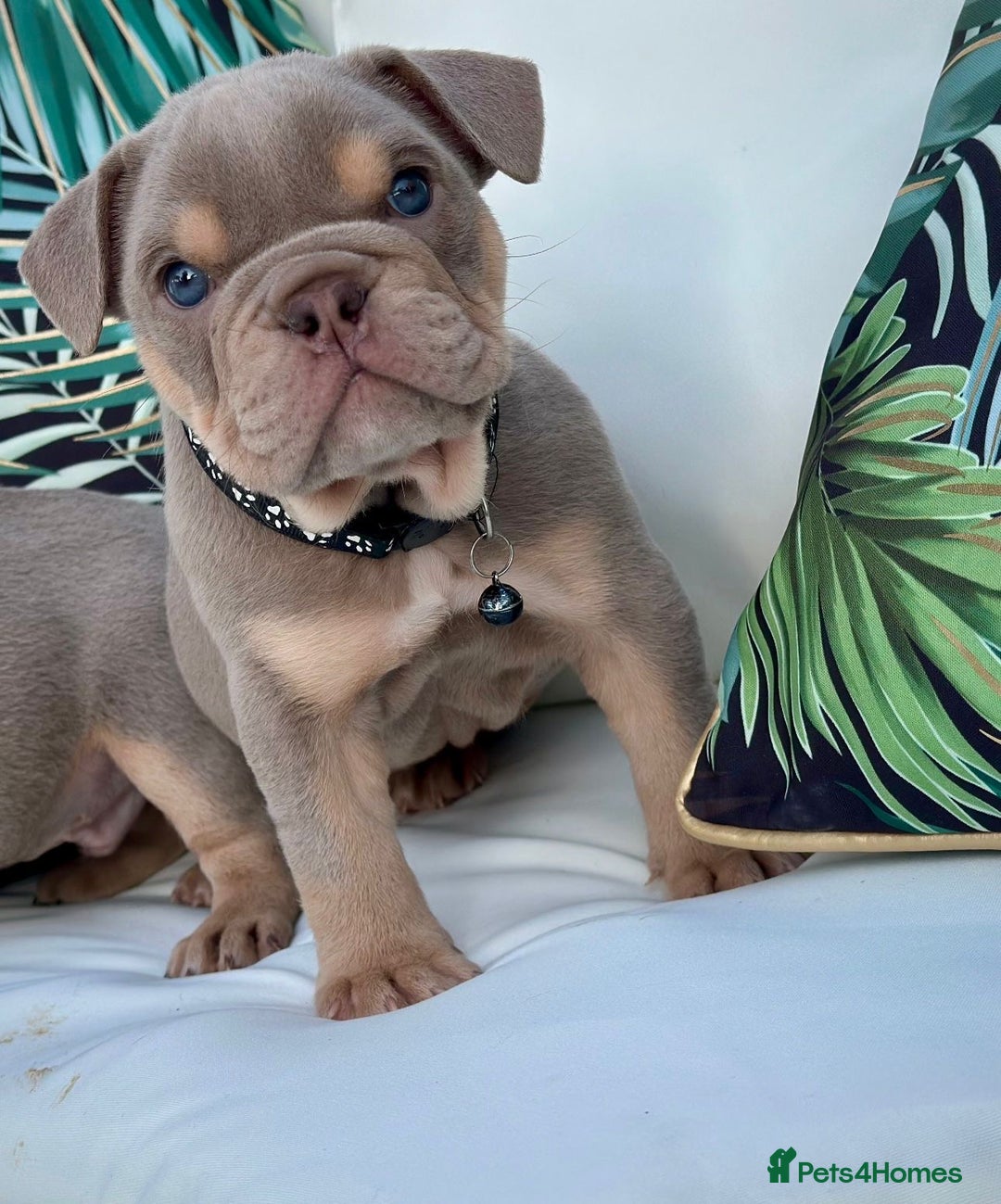 English Bulldog dogs for sale: Champion Bloodlines KC British Bulldogs - Image 1