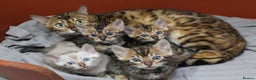 Bengal cats for sale: Beautiful Bengal kittens - Advert 1