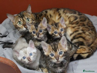 Bengal cats - Advert 2