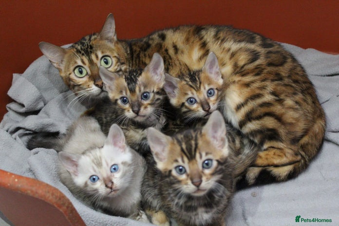 Bengal cats - Advert 7